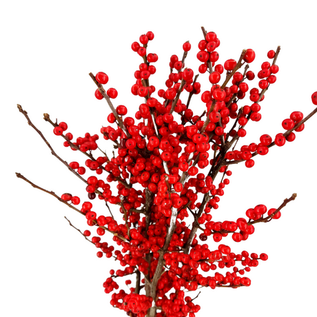 Ilex Verticillata / Winterberry 100cm (Holland)