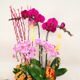 Imperial Harmony (2 Single & 2 Double Stalks) - Orchid Phalaenopsis