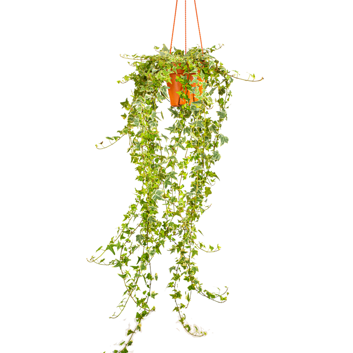 Ivy Leaf Hanging Plant 15cm Pot