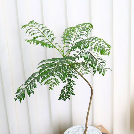 Jacaranda Mimosifolia in Ceramic Pot