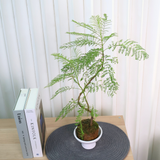 Jacaranda Mimosifolia in Ceramic Pot