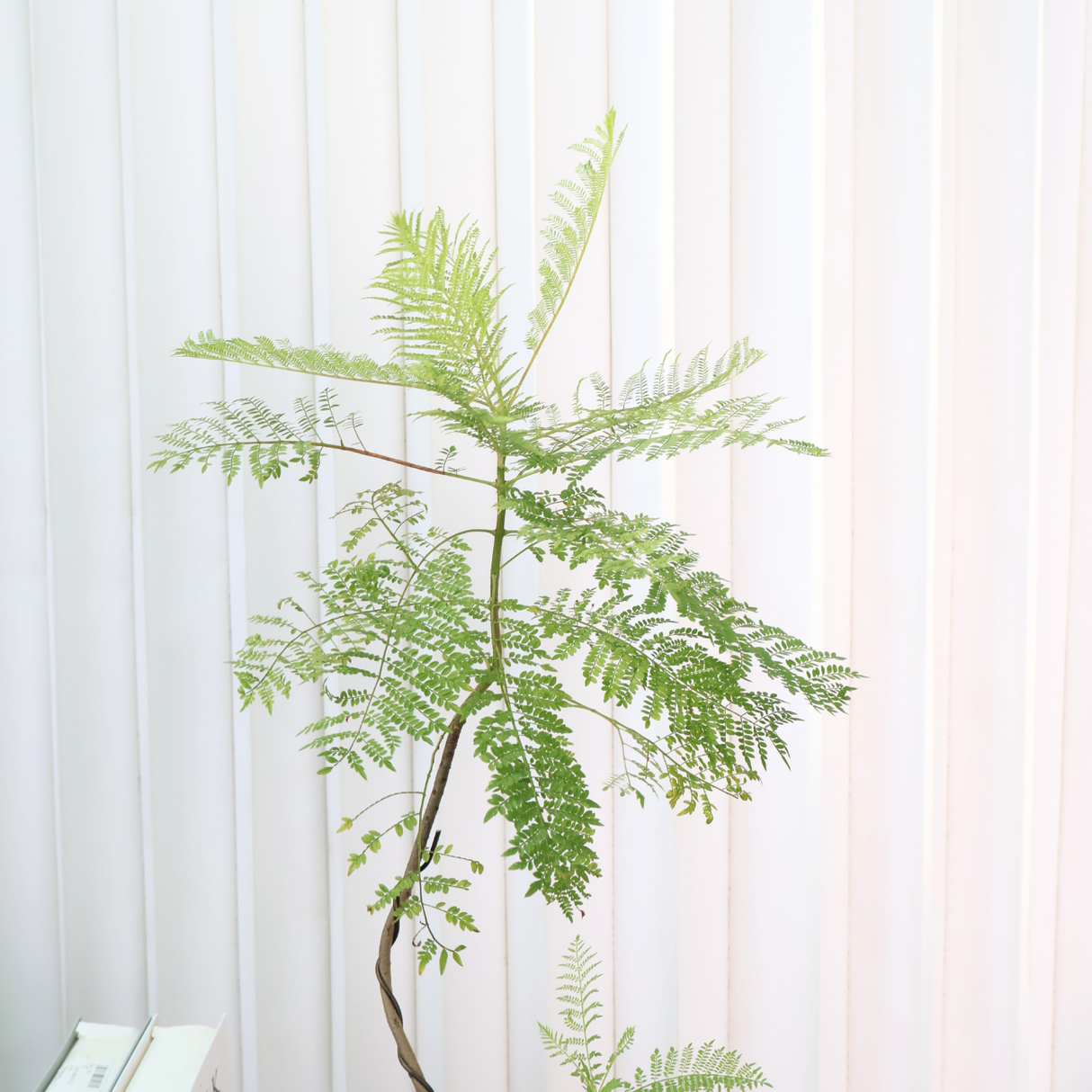 Jacaranda Mimosifolia in Ceramic Pot