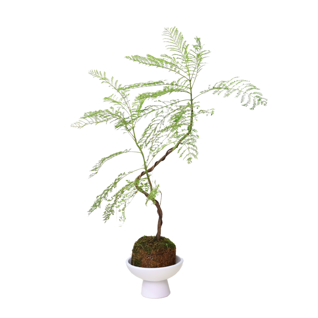 Jacaranda Mimosifolia in Ceramic Pot