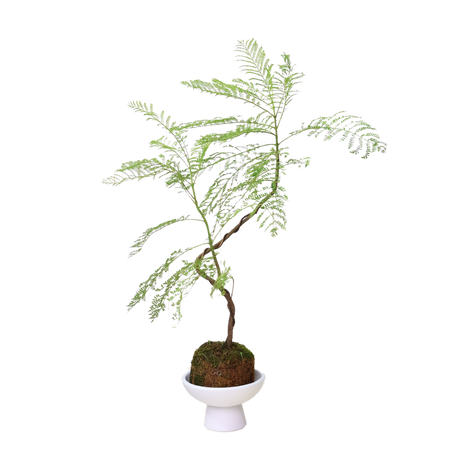Jacaranda Mimosifolia Kokedama (Blue Jacaranda 蓝花楹)