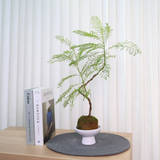 Jacaranda Mimosifolia in Ceramic Pot