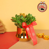 Jade Glow (Crassula 玉树) - CNY Plant