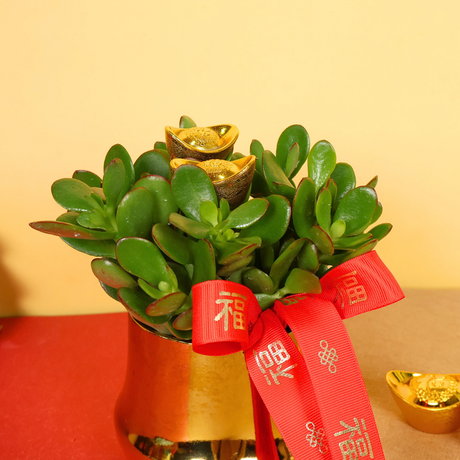 Jade Glow (Crassula 玉树) - CNY Plant