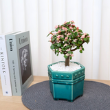 Jade Plant (Money Plant) in Ceramic Pot