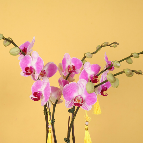 Jewel Wealth (2 Single Stalks) - Orchid Phalaenopsis