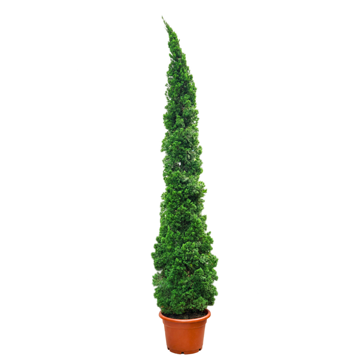 Juniperus Chinensis (Juniper)