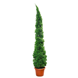 Juniperus Chinensis (Juniper)
