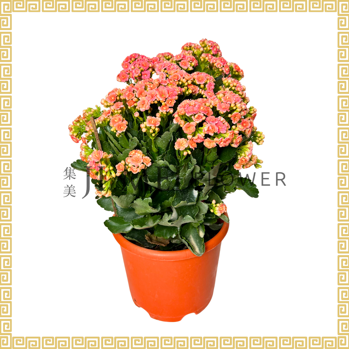 Kalanchoe 万紫千红 (Medium)