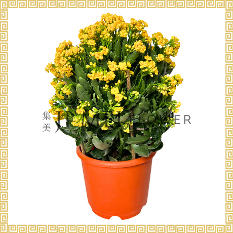 Kalanchoe 万紫千红 (Medium)