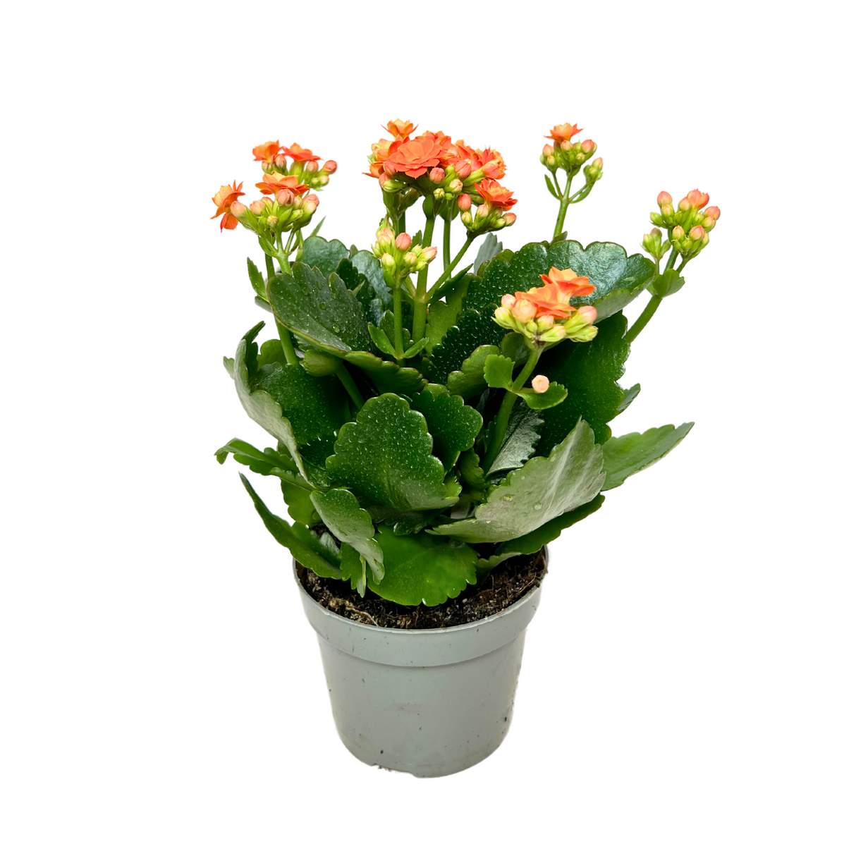 Kalanchoe Plant 10.5cm Pot (Holland)