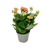 Kalanchoe Plant 10.5cm Pot (Holland)