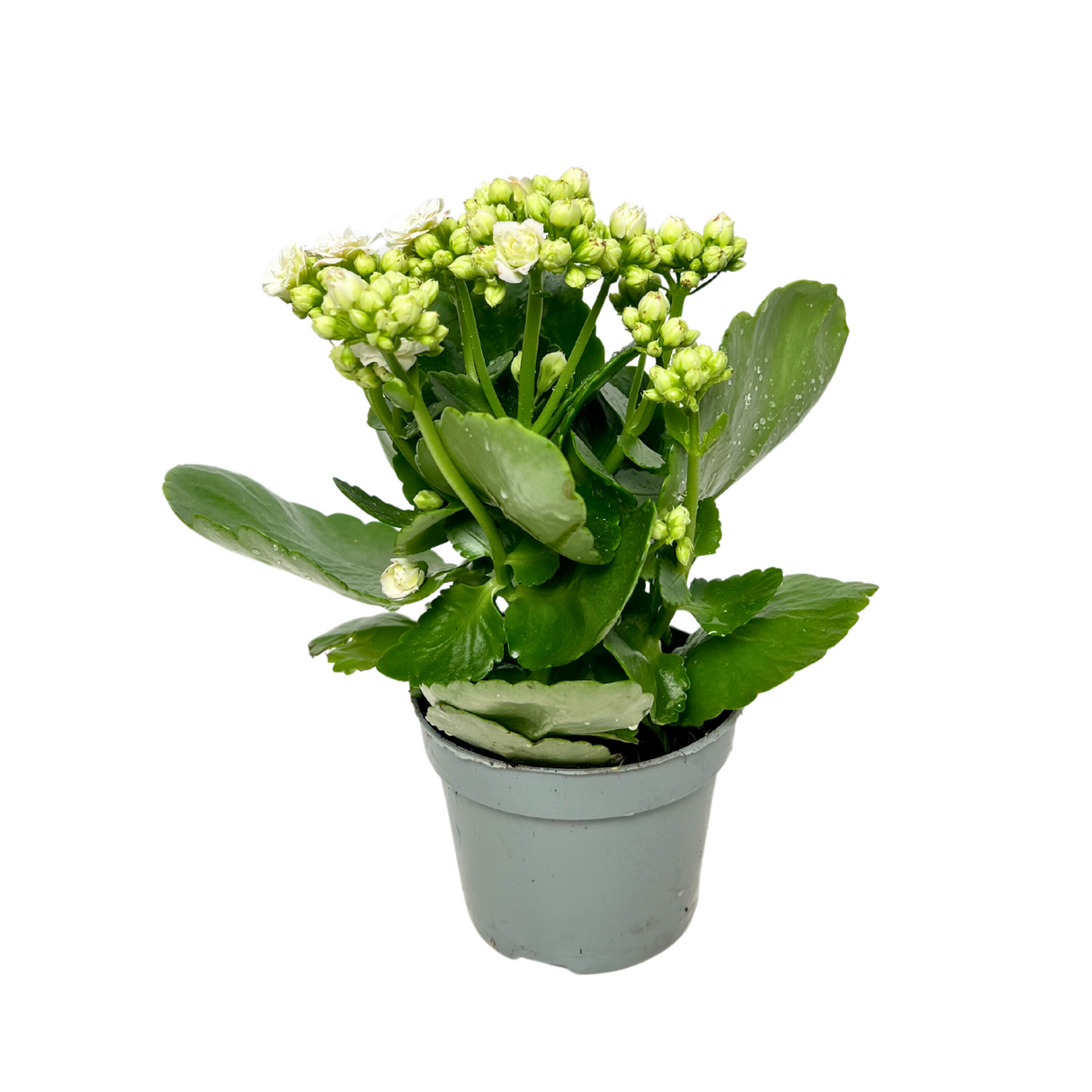 Kalanchoe Plant 10.5cm Pot (Holland)