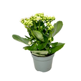 Kalanchoe Plant 10.5cm Pot (Holland)