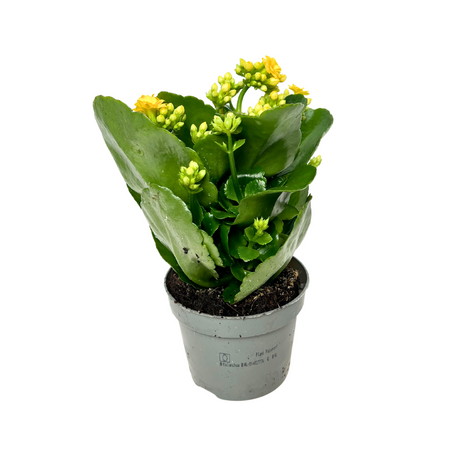 Kalanchoe Plant 10.5cm Pot (Holland)