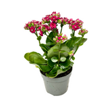 Kalanchoe Plant 10.5cm Pot (Holland)