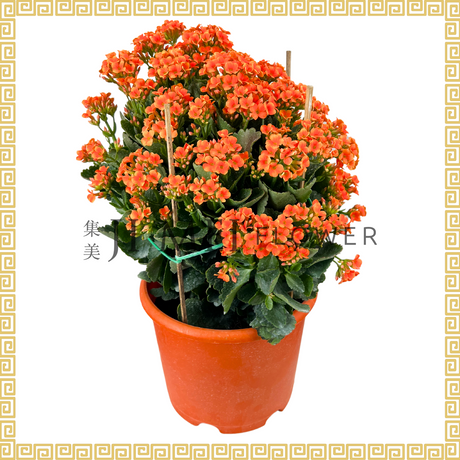 Kalanchoe 万紫千红 (Medium)