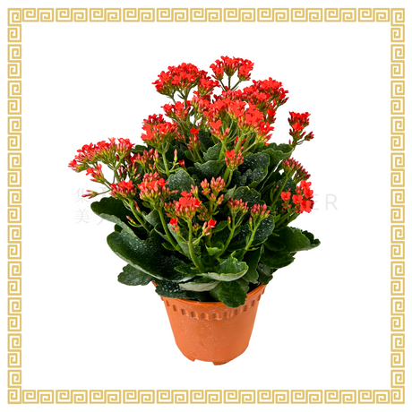 Kalanchoe 万紫千红 (Medium)