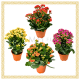 Kalanchoe 万紫千红 (Small)