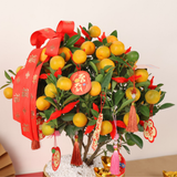 Lasting Prosperity (Four Season Lime 四季桔) - CNY Plant