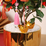 Lasting Prosperity (Four Season Lime 四季桔) - CNY Plant