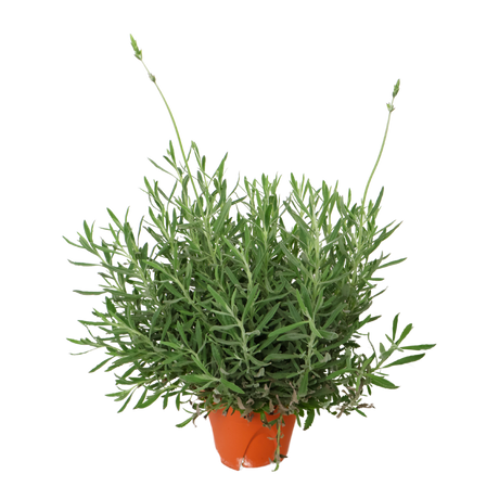 Lavender Plant