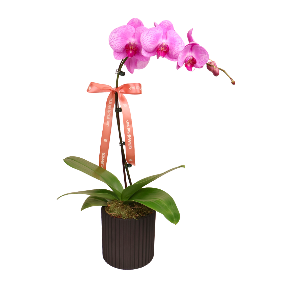 Leaflight Orchid (1 Single Stalk) - Orchid Phalaenopsis