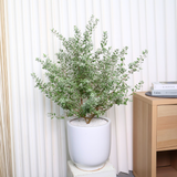 Leucophyllum in Ceramic Pot