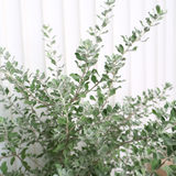 Leucophyllum in Ceramic Pot