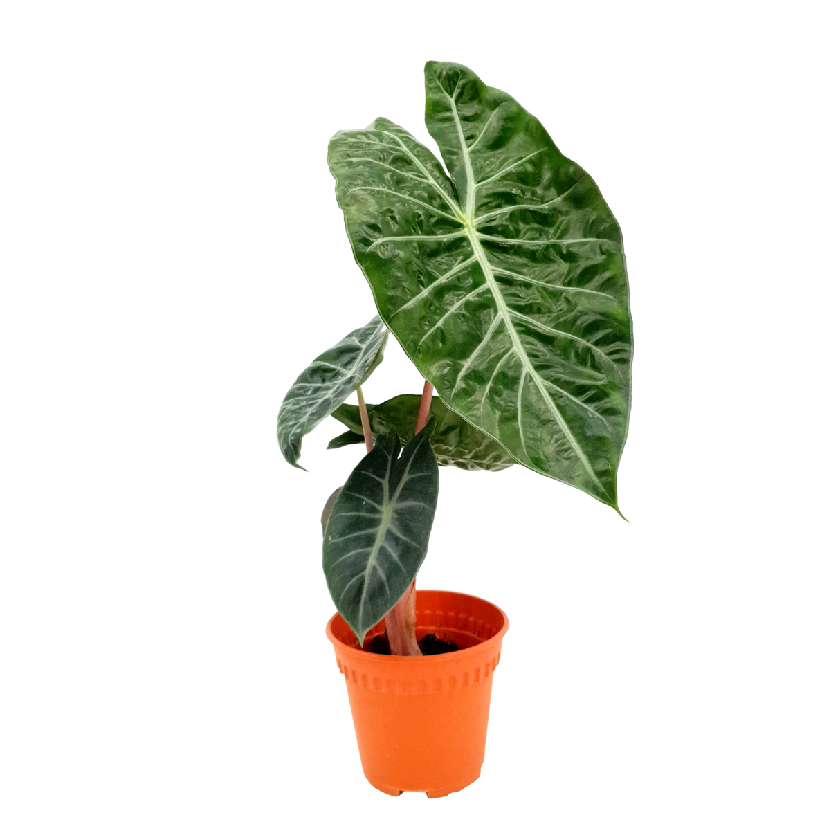 Alocasia Pink princess