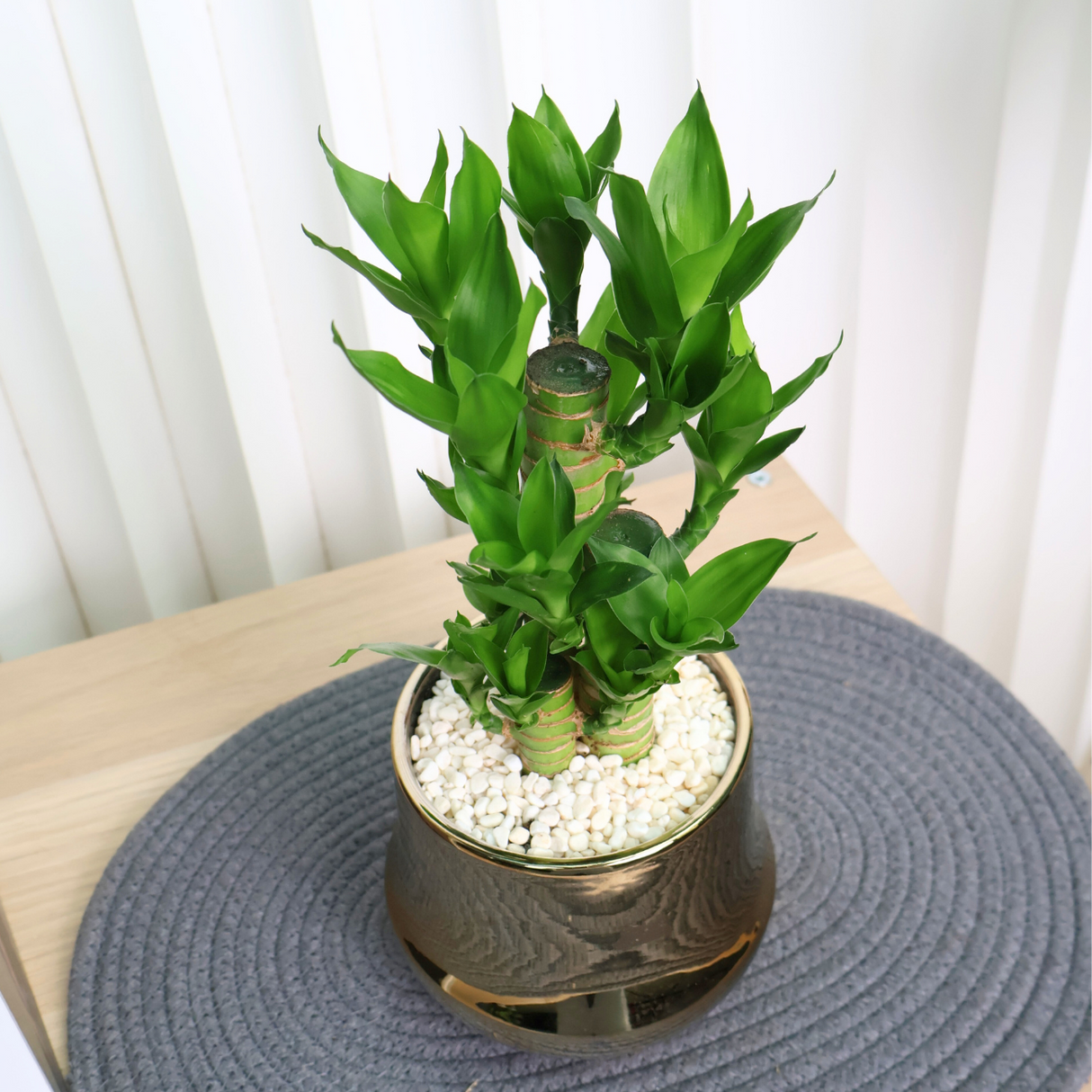 Lucky Bamboo in Ceramic Pot