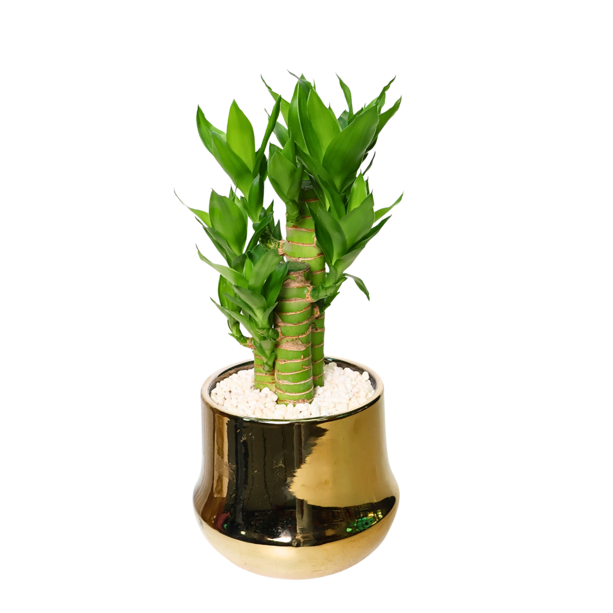 Lucky Bamboo in Ceramic Pot