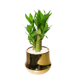 Lucky Bamboo in Ceramic Pot