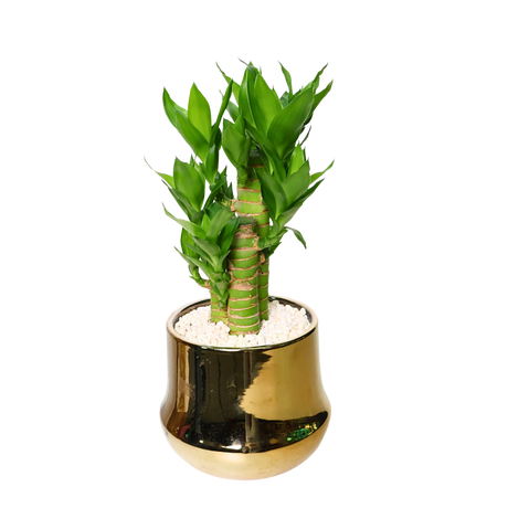 Lucky Bamboo (Dracaena Sanderiana 富贵竹) in Ceramic Pot