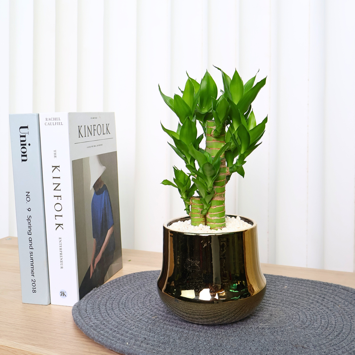 Lucky Bamboo in Ceramic Pot