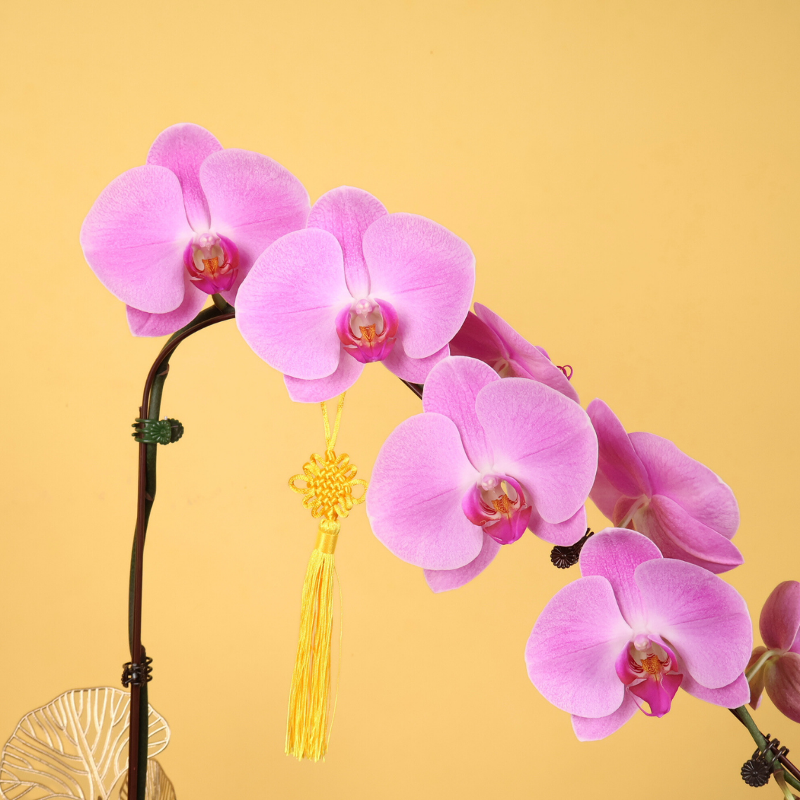 Lucky Gem (1 Single Stalk) - Orchid Phalaenopsis