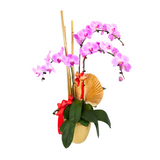 Lush Blessings (3 Single Stalks) - Orchid Phalaenopsis