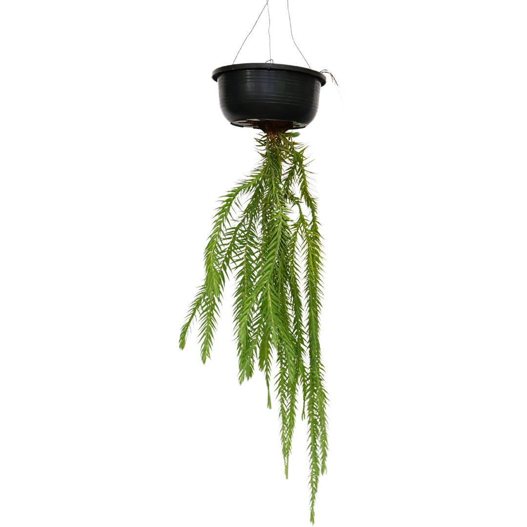 Lycopodium Hanging Plant