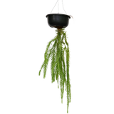 Lycopodium Hanging Plant