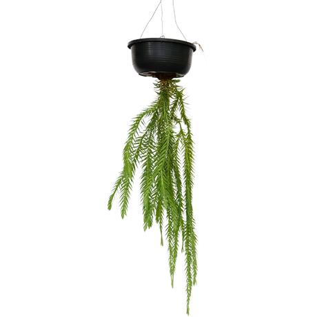 Lycopodium Hanging Plant