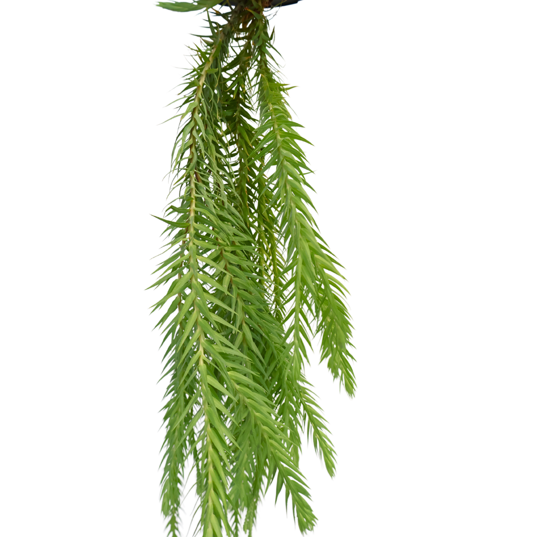 Lycopodium Hanging Plant