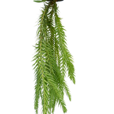 Lycopodium Hanging Plant