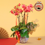 Meadow Petals (3 Double Stalks) - Orchid Phalaenopsis