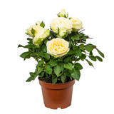 Mini Rose Plant 10.5cm Pot