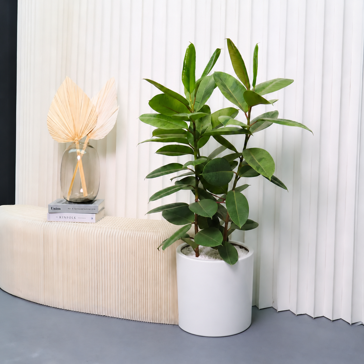 Ficus Elastica ‘Shivereana’ (Moonshine Rubber Plant) in Ceramic Pot