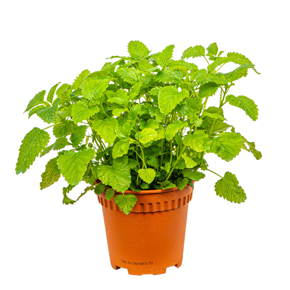 Mint Herbs Plant