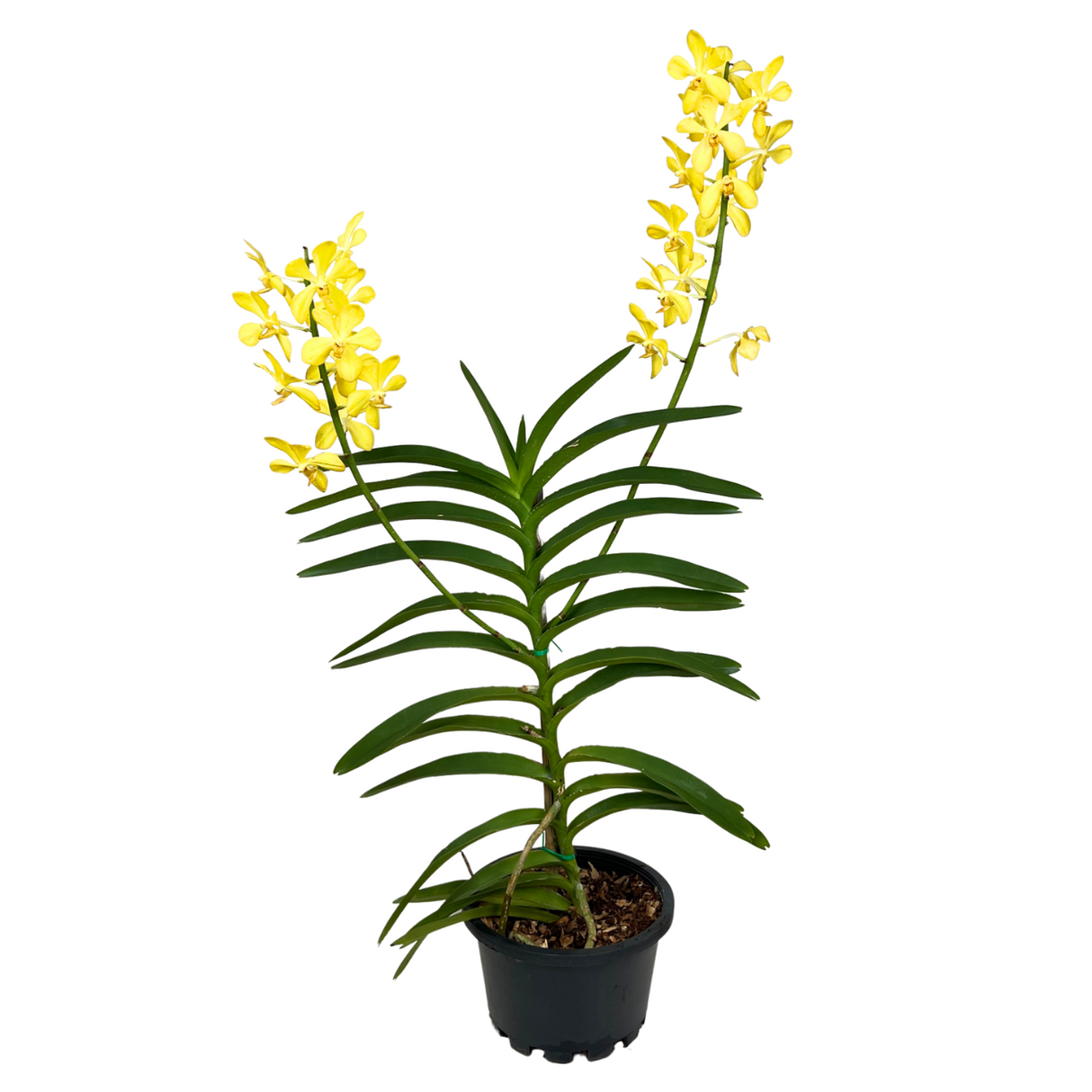 Mokara Orchid Plant